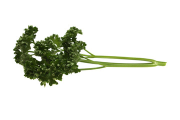 A studio photograph of a bunch of parsley
