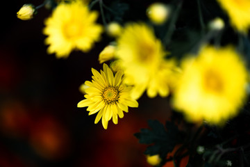 Close up of yellow chrysanthemum