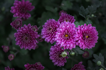 Close up of purple chrysanthemum