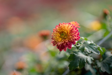 Autumn is coming. Chrysanthemums in the wild are in full bloom. There are many colors and varieties