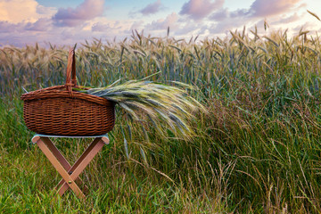 basket with grain on stool in front of cornfield and cloudy sky