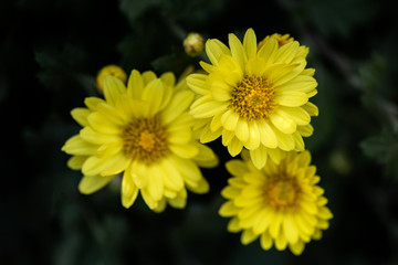 Close up of yellow chrysanthemum