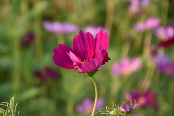 Purple cosmos flowers in cosmos field, Nan, Thailand.