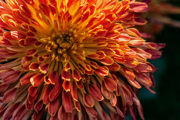 Close up of red chrysanthemum