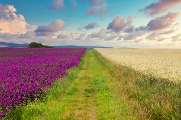 pathway between fields of purple flowers and blue cloudy sky