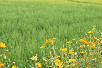Yellow cosmos flowers in cosmos field, Nan, Thailand.