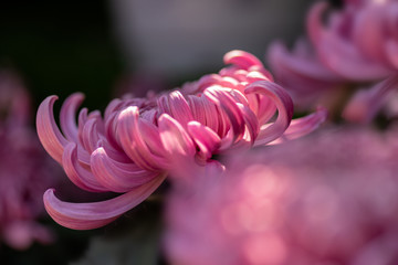 Close up of purple chrysanthemum