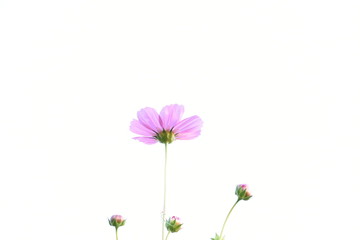 Pink cosmos flowers in cosmos field, Nan, Thailand.