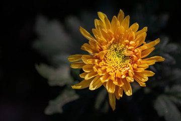 Various colors and varieties of chrysanthemums in the park