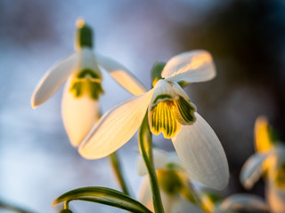 przebiśniegi, wiosna, polska © Tomasz