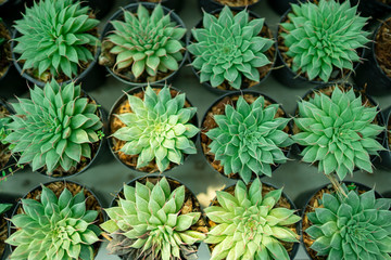 flat lay on cute cactus flowers tray for green foliage background collection 