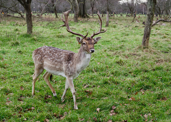 The deer at Phoenix Park