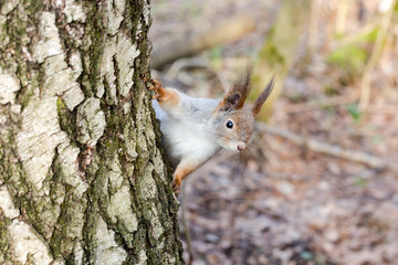 squirrel  on a birch tree