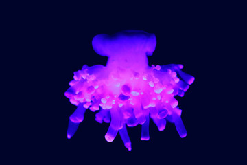 Cassiopea (upside-down jellyfish) is a genus of true jellyfish and the only members of the family Cassiopeidae
