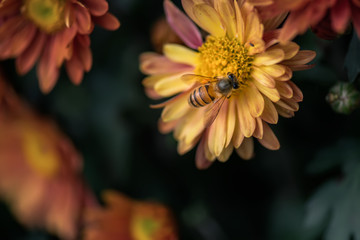Various colors and varieties of chrysanthemums in the park