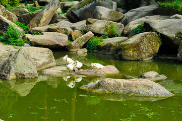White Swans on the lake.Sofiyivsky Park landscape Uman, Cherkasy Oblast, Ukraine