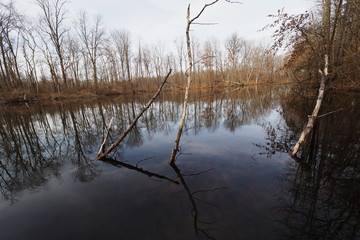 Small lake with trees reflected