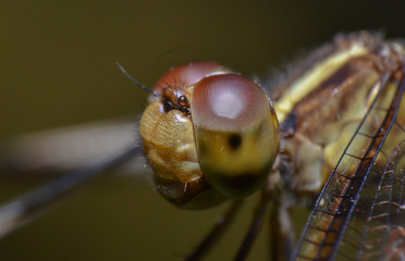 reverse macro photography