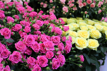 rose
