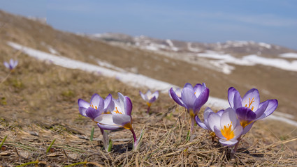 beautiful violet crocus flowers in a spring prairie