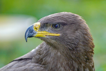 predatory look of a beautiful noble eagle