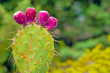 pink cactus flowers with spikes on large flat green leaves