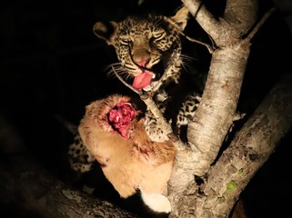 Leopard dinner