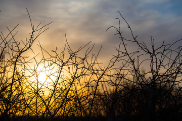 closeup bush branch silhouette on a dramatic sunset background