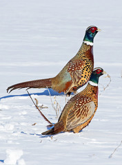 Rooster Pheasants