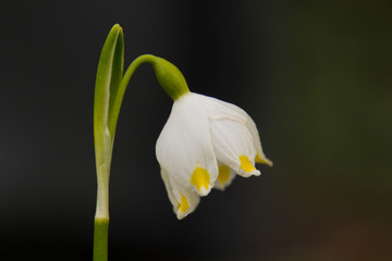 Fototapeta premium Märzenbecher