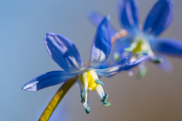 closeup blue Scilla flower, early spring background