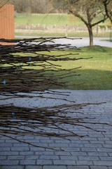 Young poplar fast growing tress nursery 