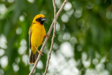 Male Asian Golden Weaver isolated perching on a branch