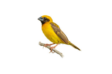 Male Asian Golden Weaver isolated perching on white background