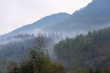 Fototapeta premium There is fog in the tea mountain in the morning