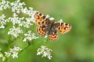 Landkärtchen, Schmetterling