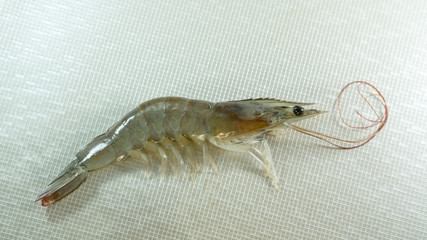 white shrimp on silver background