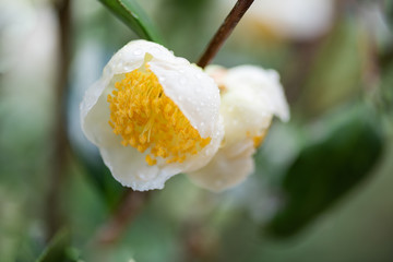 The camellia of the mountain where tea is grown is in bloom, and the white flowers are with water drops