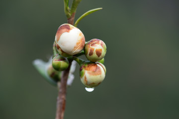 The camellia of the mountain where tea is grown is in bloom, and the white flowers are with water drops