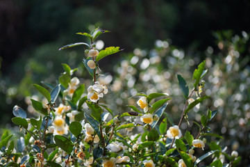 The camellia of the mountain where tea is grown is in bloom, and the white flowers are with water drops