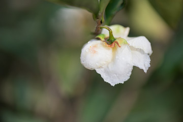 Obraz premium The camellia of the mountain where tea is grown is in bloom, and the white flowers are with water drops