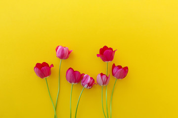Seven red tulips on a bright yellow background.