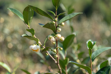 Obraz premium The tea trees in the tea garden have white and yellow flowers