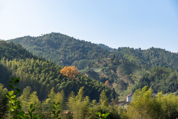Fototapeta premium The scenery of the tea field is beautiful, and the tea growing environment is very good