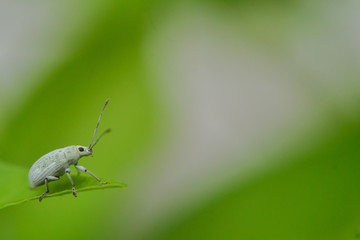 reverse macro photography
