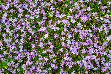Background from small purple spring flowers on the lawn.