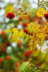 Bright red rowan berries on the branches of autumn trees in a city park. Nature. Сolors of autumn.
