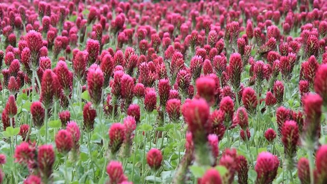 field of red crimson clover flowers