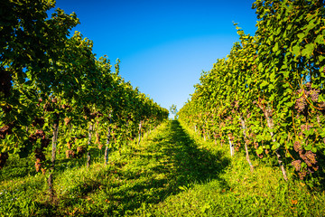 Fototapeta na wymiar Red grapes rows on vineyard over bright green background. Austria Autumn Landscape
