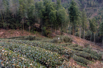 The scenery of the tea field is beautiful, and the tea growing environment is very good